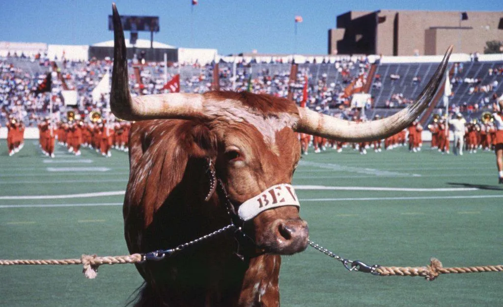 bevo xiii university of texas mascot